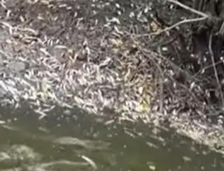 Notícia » Mortandade de peixes é registrada no Rio do Sal em Sergipe