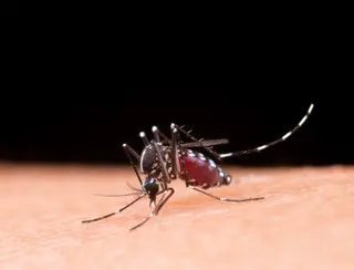 Notícia » Oito municípios de Sergipe terão vacina contra a dengue