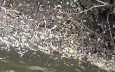  Mortandade de peixes é registrada no Rio do Sal em Sergipe