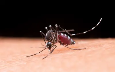 Notícia » Oito municípios de Sergipe terão vacina contra a dengue